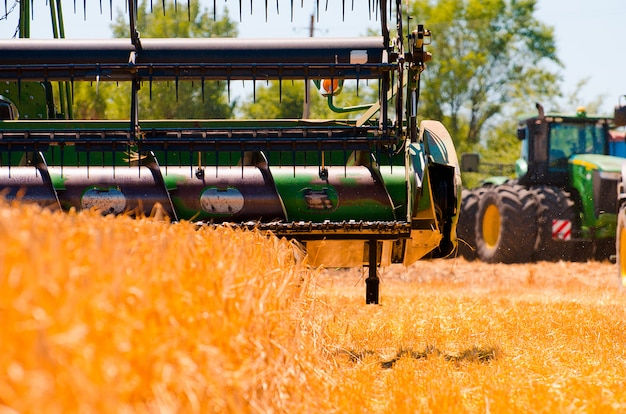 Agricultural machinery collects yellow wheat crop in open field