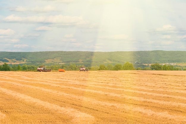 Agricultural machinery on a yellow field under a blue sky with clouds sunny