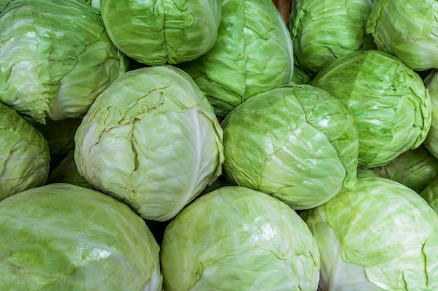 The agricultural market sells a lot of ripe white cabbage of the new crop