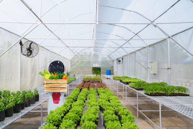 Agricultural robotics industry gardening and planting vegetables