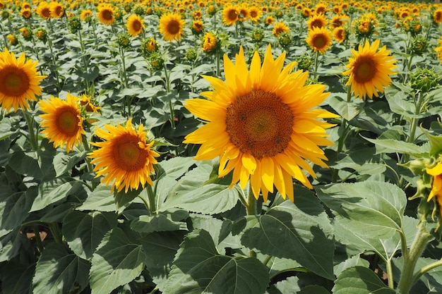 Agricultural sunflowers field The Helianthus sunflower is a genus of plants in the Asteraceae family Annual sunflower and tuberous sunflower Blooming bud with yellow petals Furry leaves Serbia