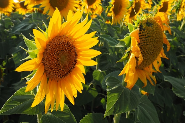 Agricultural sunflowers field The Helianthus sunflower is a genus of plants in the Asteraceae family Annual sunflower and tuberous sunflower Blooming bud with yellow petals Serbia life