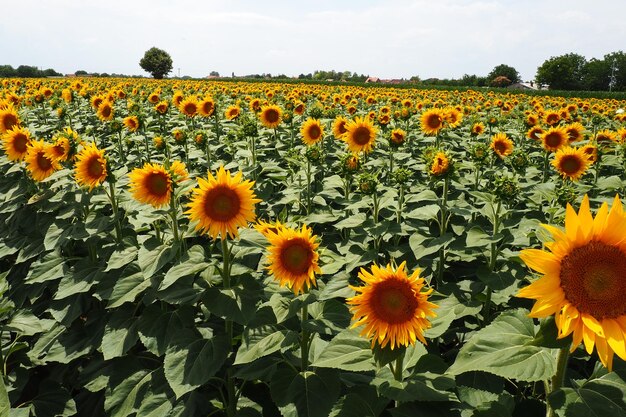 Agricultural sunflowers field the helianthus sunflower is a genus of plants in asteraceae family