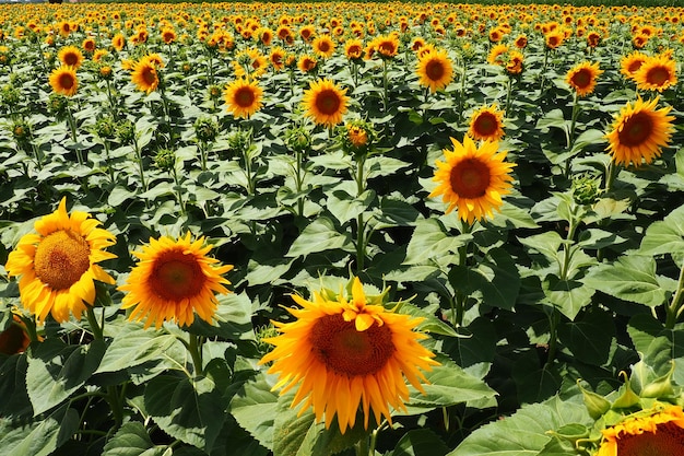 Agricultural sunflowers field. The Helianthus sunflower is a genus of plants in the Asteraceae