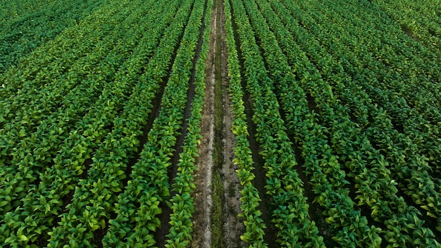 Agricultural tobacco green leaves and texture plantation farmland aerial view