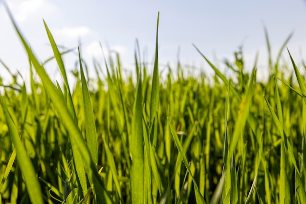 Agricultural wheat field with unripe wheat