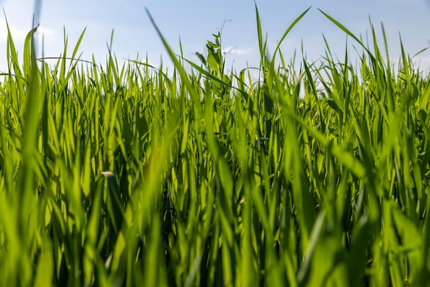 Agricultural wheat field with unripe wheat