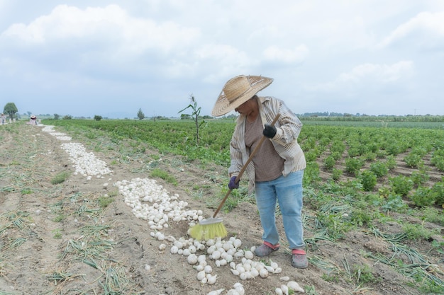 A agricultural worker woman in a widebrimmed hat diligently cleans freshly harvested onions in a sunlit field ensuring their quality for market