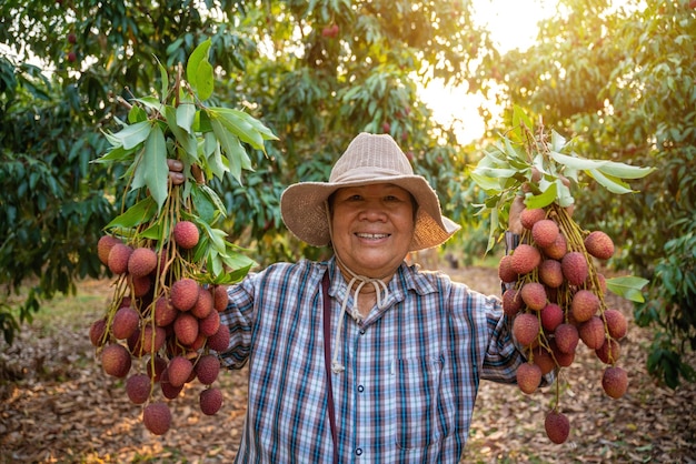 Agriculture Asian senior female farmer showing off a rich lychee with a happy smile