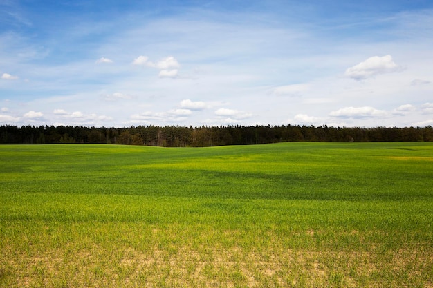 Agriculture cereals Spring