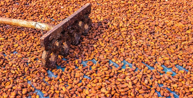 Agriculture of cocoa brown organic cocoa beans sun drying on a cocoa farm Process for chocolate