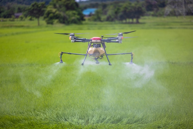 Agriculture drones glide above rice fields spraying fertilizer. Farmers used a drone to spray fertilizer on rice fields. Agriculture technology concept