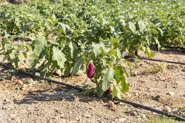 Agriculture Eggplants grow in a field in the outdoors closeup