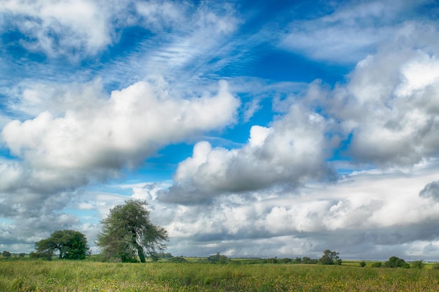 Agriculture field in Uruguay