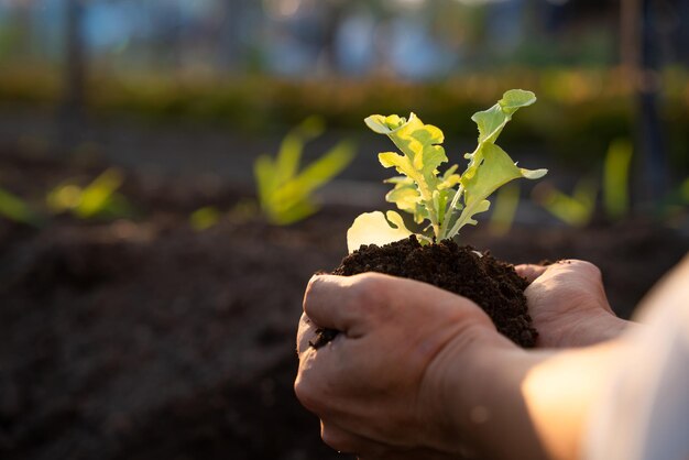 Agriculture. Growing Salad Vegetables in Farmer's Hands. Growing vegetables and Organic Health concepts.