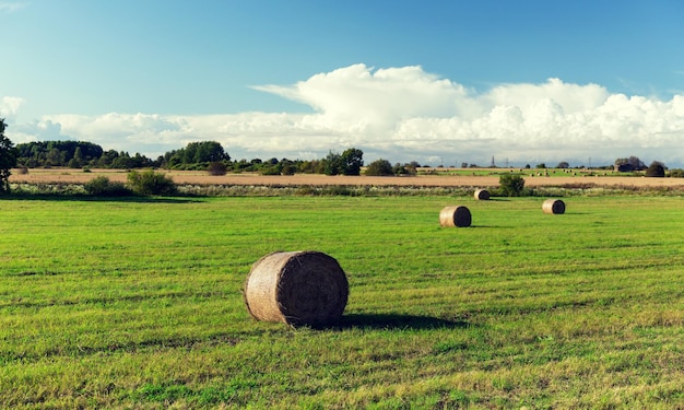 agriculture, harvesting, farming, season and nature concept - haystacks or hay rolls on summer field