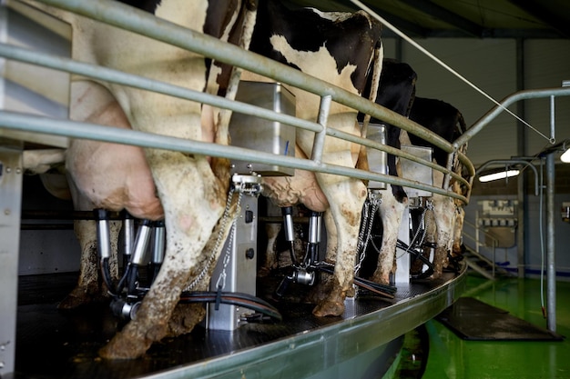 Photo agriculture industry, farming, milking and animal husbandry concept - cows udder with machine at rotary parlour system of dairy farm