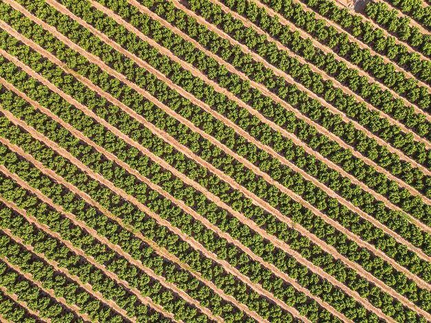 Agriculture landscape Cultivated field with fruit trees in rows