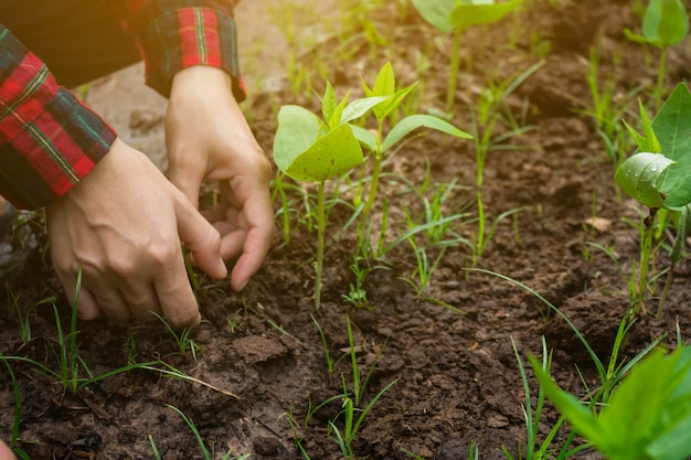 Agriculture manages vegetable garden to grow.