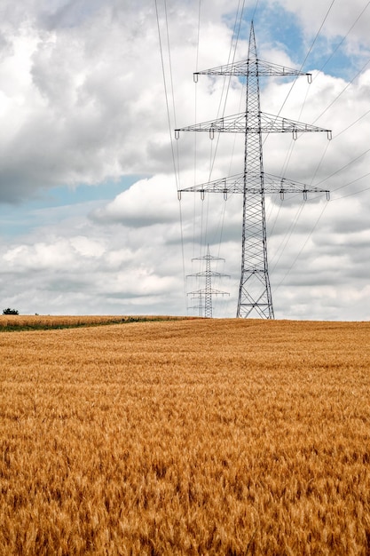 Agriculture Plant Spike Field in Nature Photo