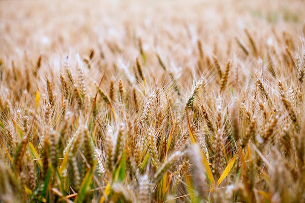 Agriculture Plant Spike Field in Nature Photo