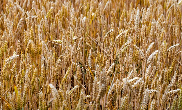 Agriculture Plant Spike Field in Nature Photo