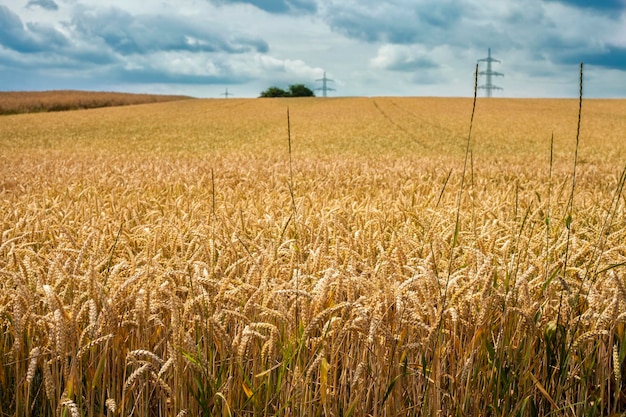 Agriculture Plant Spike Field in Nature Photo