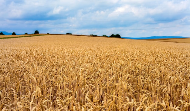 Agriculture Plant Spike Field in Nature Photo