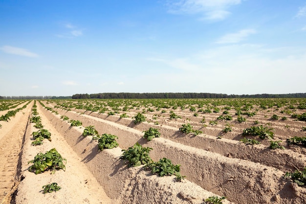 Agriculture potato field