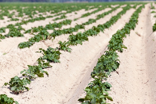 Agriculture potato field