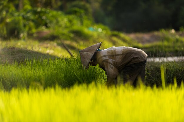 agriculture in rice fields