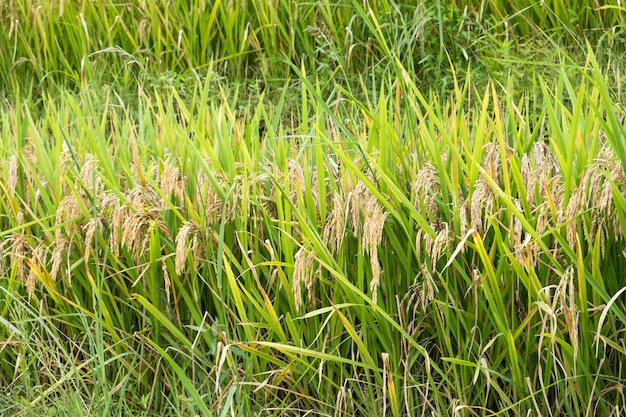 Agriculture rice grains in rice field