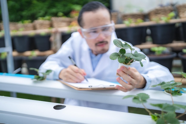 Agriculture scientist working to research a green vegetable plant in a field of biology laboratory biotechnology is a technology botany experiment of nature ecology organic greenhouse farming growth