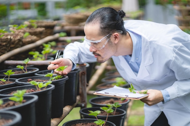 Agriculture scientist working to research a green vegetable plant in a field of biology laboratory biotechnology is a technology botany experiment of nature ecology organic greenhouse farming growth