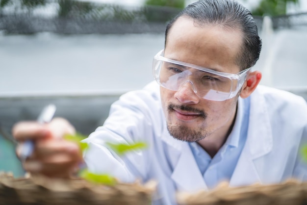 Agriculture scientist working to research a green vegetable plant in a field of biology laboratory biotechnology is a technology botany experiment of nature ecology organic greenhouse farming growth