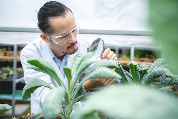 Agriculture scientist working to research a green vegetable plant in a field of biology laboratory biotechnology is a technology botany experiment of nature ecology organic greenhouse farming growth