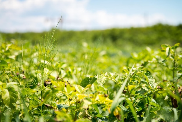 Agriculture Vegetable Garden