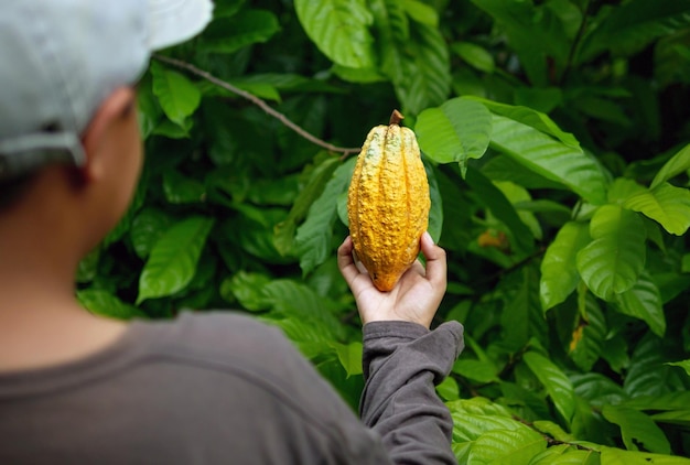 agriculture yellow ripe cacao pods in the hands of a boy farmer harvested in a cocoa plantation