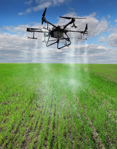 Agrodrone sprays rows of winter wheat sprouts on a background of beautiful sky, the concept of modern agriculture