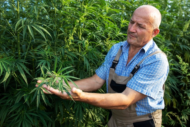 Agronomist checking quality of cannabis or hemp plants in the field.