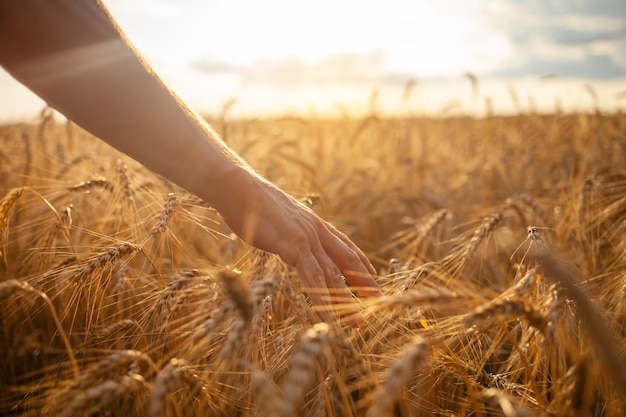 Agronomist checks the quality of the crop