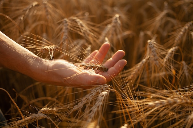 Agronomist checks the quality of the crop