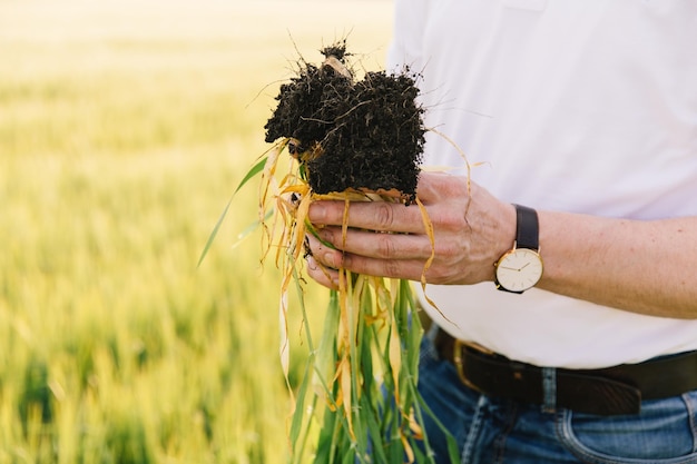 Agronomist checks the root of wheat in the field