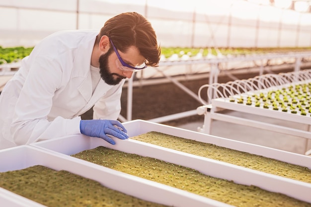 Agronomist cultivating plants in glasshouse