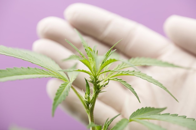 agronomist engineer with gloves checks the evolution of the marijuana plant purple background