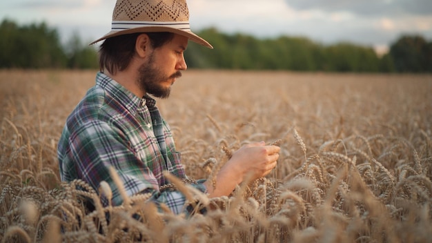 Agronomist examining cultivated cereal crop before harvesting