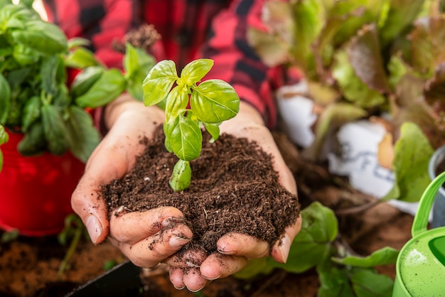 Agronomist holds in his hands a small basil plant concept of care and rebirth of nature