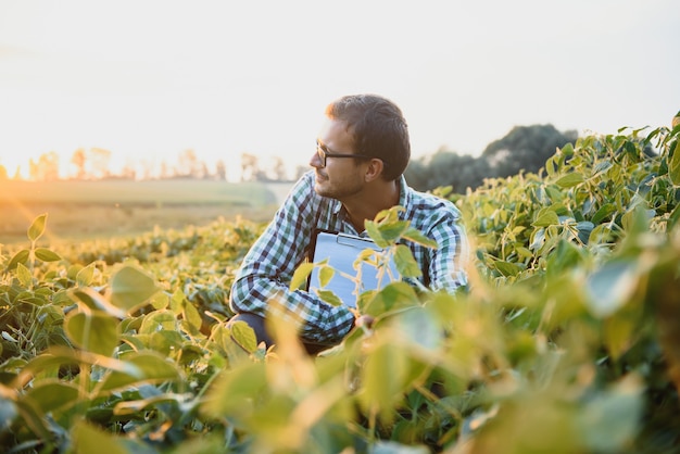 Agronomist inspecting soya bean crops growing in the farm field. Agriculture production concept. young agronomist examines soybean crop on field in summer. Farmer on soybean field