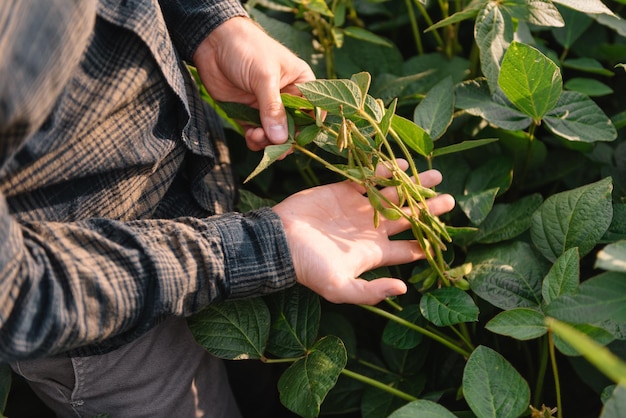 Agronomist inspecting soya bean crops growing in the farm field. Agriculture production concept. young agronomist examines soybean crop on field in summer. Farmer on soybean field