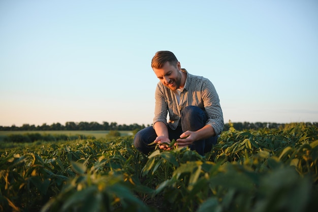 Agronomist inspecting soya bean crops growing in the farm field Agriculture production concept young agronomist examines soybean crop on field in summer Farmer on soybean field